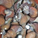 대게 좋은곳 이미지