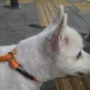 댕마트 네이버블로그