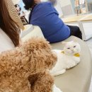 [고양/정발산]일산스마트메디컬센터 9살 토이푸들 ✰급성 췌장염 치료 후기✰