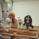 츄츄 펫하우스 | 에이미러브즈펫과 함께한 아이들 ♥