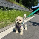 왕숙천공원 왕숙교하부 | 구리시 반려동물 놀이터 장소 운영시간 입장방법 시설 안내