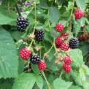 블랙베리(슈퍼복분자)효능과 활용법 이미지