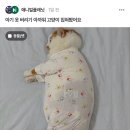 아기 옷 버리기 아까워 고양이 입혀봤어요 이미지