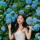 화니화원 | 제주도 수국명소 마노르블랑, 수국스냅과 함께한 여름 인물 스냅촬영