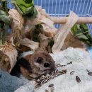 경기북부야생동물구조관리센터 이미지