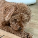 주성이네 옷 | 강아지 고양이 모두 반해버린 청주 애견 간식 맛집 멍쿠 후기