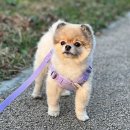 바르개 쇼핑하우