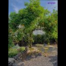 바끄레 민박 | 제주도 민박 숙소 추천 봉주르제주 제주도 힐링 공간으로 추천