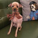 그루밍폼폼 이미지