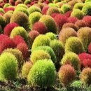 전곡시장 이미지