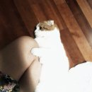 꼬모 Daum카페