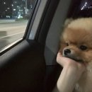 고비욘드