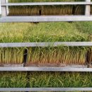 운모농장 이미지