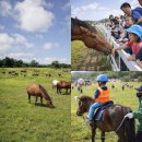 제주의 제주마 | 2026 제주마 입목 문화축제 총정리｜아이와 제주 봄여행 추천 코스