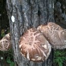 재필농장 이미지