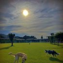 랩도그빌 이미지