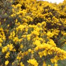 개나리꽃민박 이미지