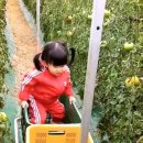 팜스타마트 이미지