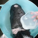 순도리네애견 이미지