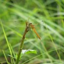 고추잠자리 이미지