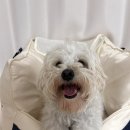 사계절 애견 켄넬 | 중형견 강아지카시트 &#34;프리피펫 풀커버 애견 카시트&#34;