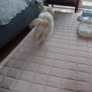 댕댕타임 이미지