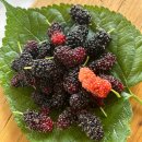 농산그린마트 | 마트에 숨은 검은 보석! 40대 엄마들이 눈에 불을 키고 찾는 이유!