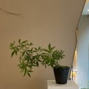 사사막