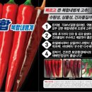 2023년 고추종자 판매시작!!주)다나씨드 올복합,칠월애.올백.킹콩911 종자구매시 선물이2가지!!