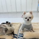 댕버드스쿨 네이버블로그