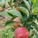 달콤하니 이미지