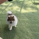 진애견 | 파주 힐링그라운드 재방문 후기/서울 근교 애견 운동장 카페 추천/숨겨진 벚꽃 명소
