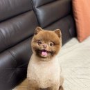 땡큐 펫 살롱 이미지