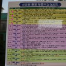 중간상사리 이미지