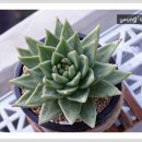 동운농장 이미지