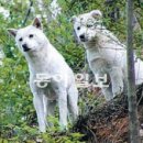 백구공원 이미지