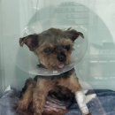 바른동물병원 이미지