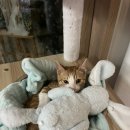 강아지집 | 원주 고양이호텔 강아지집 내돈내산 이용 후기