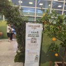 키키의숲 | 제주공항지브리 팝업스토어 도토리숲 방문 후기 스누피가든 포토존까지 한번에!