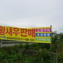 금마왕새우