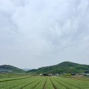 차산1리 이미지