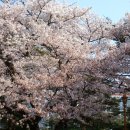 어느봄날 이미지