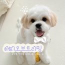 스타일 독-진교애견샵 | [해피오브트리밍] - 양주 덕계 스트레스 없는 애견미용실 추천
