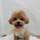 펫피파니 이미지