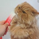 고양이 영양제 고민 끝 닥터펠리스 퍼펙트 후기