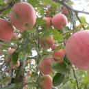 용안어린이집 이미지