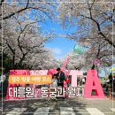 월지 | 경주 여행 코스 대릉원 돌담길 동궁과 월지 벚꽃 시즌 후기