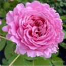 비앙브뉘 이미지