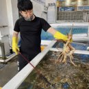 대포 크랩 이미지