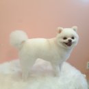 코모네펫하우스 이미지